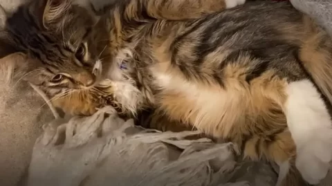 Phone-Sized Kitten Turns Guy Into a Cat Person