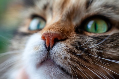 Closeup of cat's nose