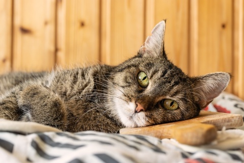 Signs of Heart Failure in Cats