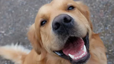 The Surprising Science Behind Canine Smiles
