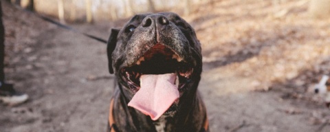 Kidney Disease Could Be A Source of Dog's Bad Breath