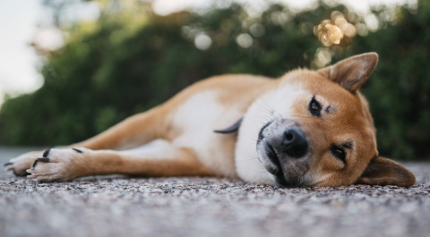 8 Common Summer Dangers for Dogs