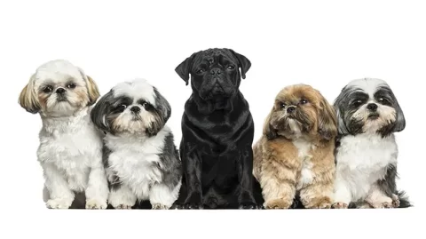 Owners Relinquishing Purebred Pug and Shih Tzu in Record Numbers
